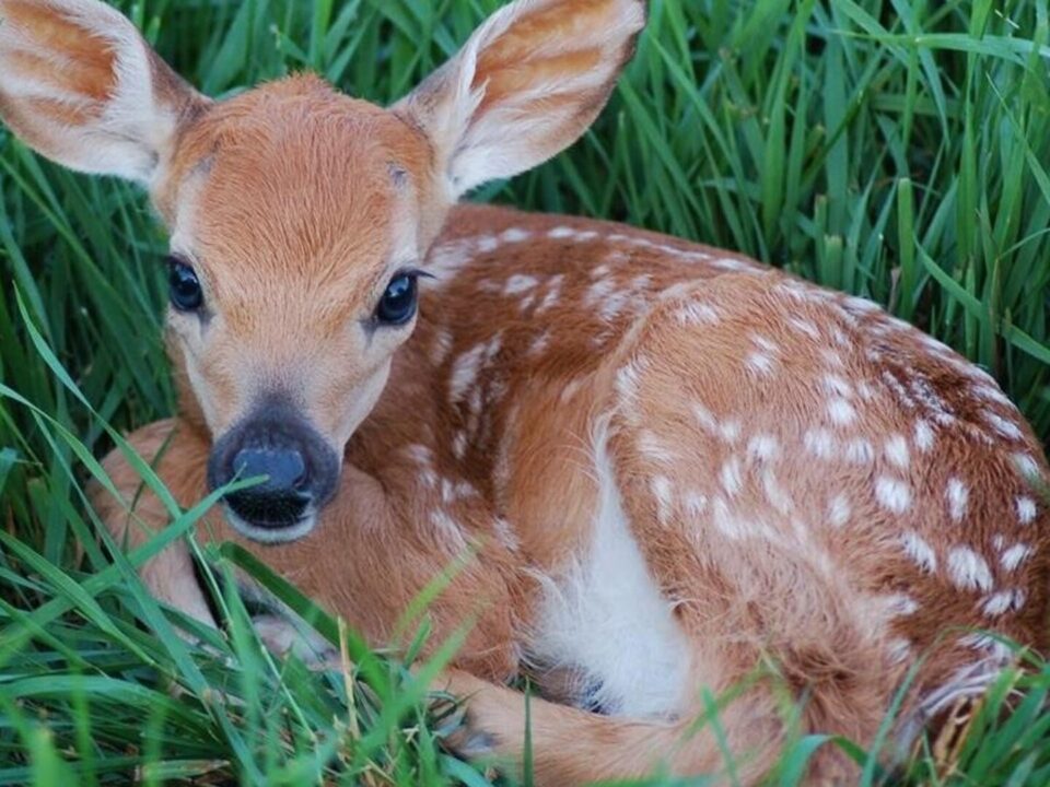 cerbiatto cucciolo