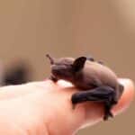 pipistrello piccolo