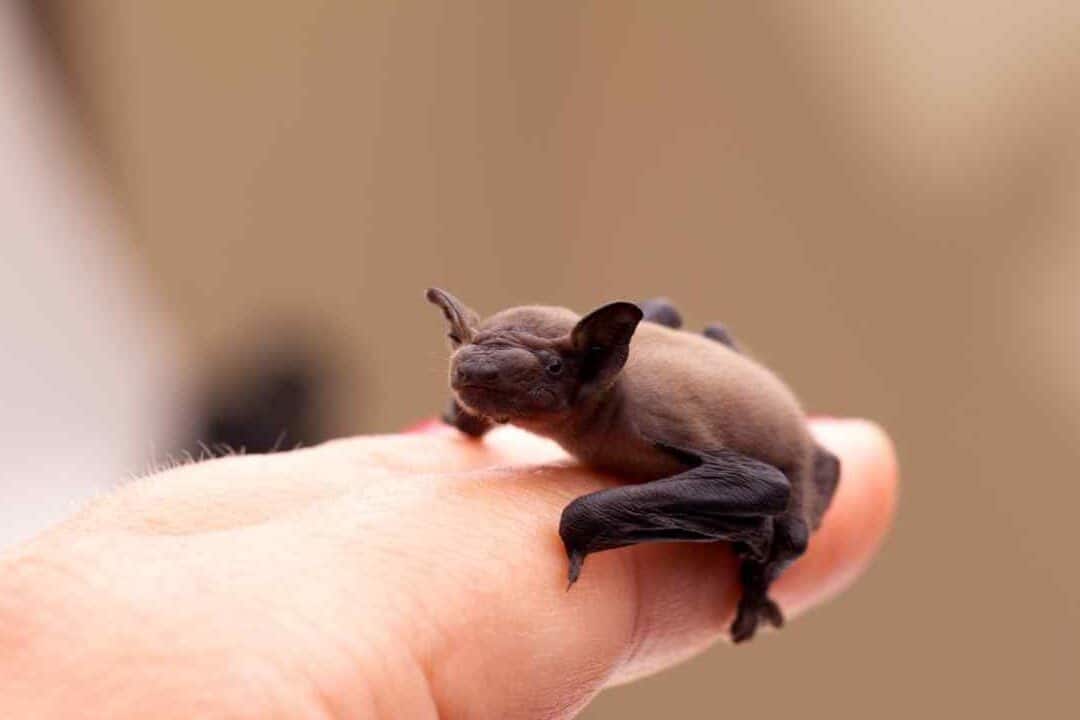 pipistrello piccolo