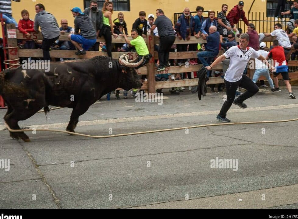 toro insegue