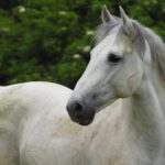 cavallo bianco