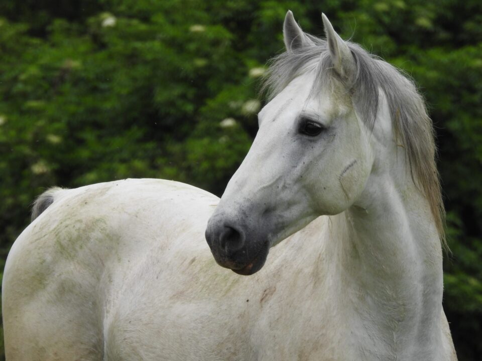 cavallo bianco