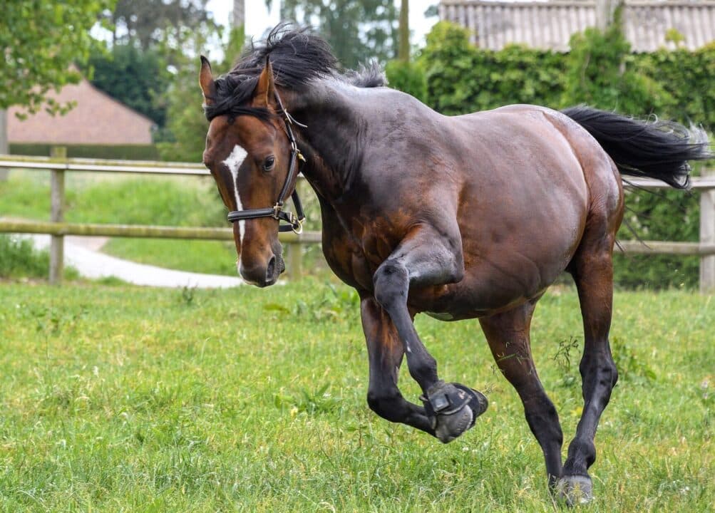 cavallo imbizzarrito