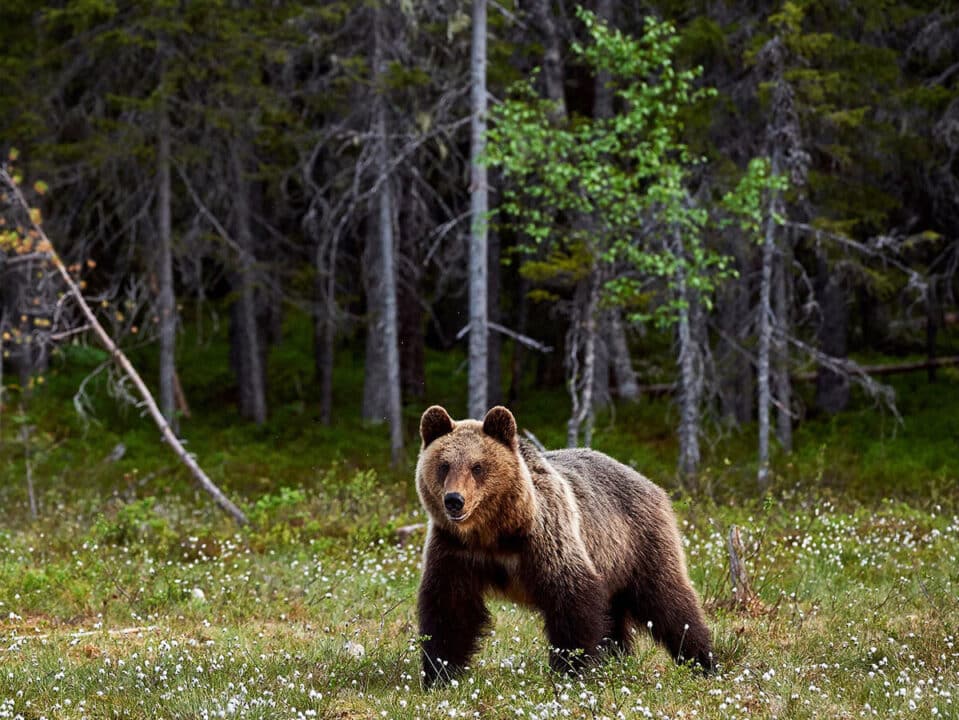 orso bruno