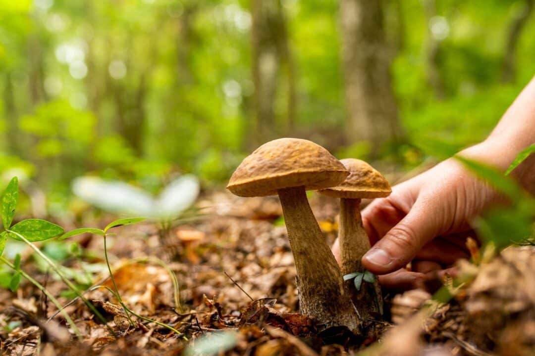 raccogliere funghi